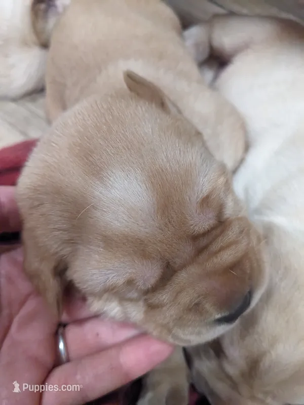 AKC English Labrador Puppy Female - Clover – Labrador Retriever puppy for sale in Canton, TX
