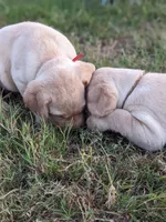 AKC English Labrador Puppy Male - Teddy, a female Labrador Retriever for sale in Canton, TX – 9 of 9