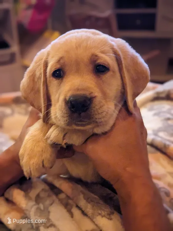 Coco- AKC registered English Labrador – Labrador Retriever puppy for sale in Canton, TX