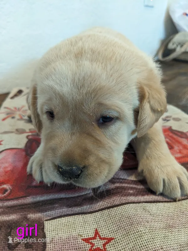 AKC English Labrador Puppy Female - Indy – Labrador Retriever puppy for sale in Canton, TX