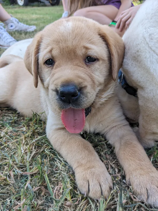AKC English Labrador Puppy Female - Chili – Labrador Retriever puppy for sale in Canton, TX