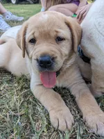 AKC English Labrador Puppy Female - Chili, a female Labrador Retriever for sale in Canton, TX – 4 of 10