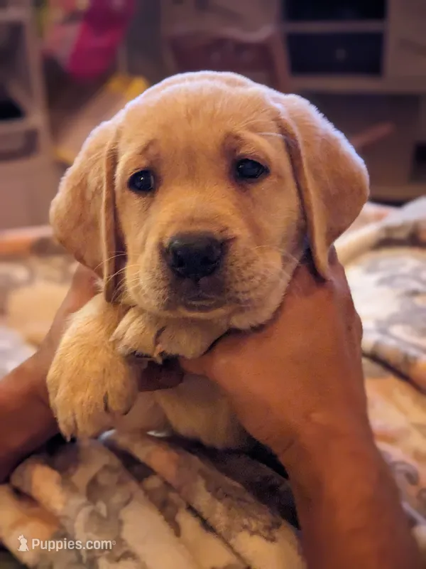 AKC English Labrador Puppy Female - Coco – Labrador Retriever puppy for sale in Canton, TX