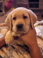 AKC English Labrador Puppy Female - Coco, a female Labrador Retriever for sale in Canton, TX – 3 of 10
