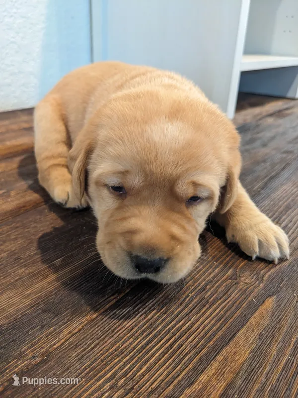 AKC English Labrador Puppy Female - Chili – Labrador Retriever puppy for sale in Canton, TX