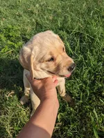 AKC English Labrador Puppy Female - Coco, a female Labrador Retriever for sale in Canton, TX – 4 of 10