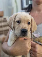 Coco- AKC registered English Labrador, a female Labrador Retriever for sale in Canton, TX – 6 of 7