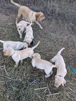 AKC English Labrador Puppy Female - Poppy, a female Labrador Retriever for sale in Canton, TX – 8 of 10