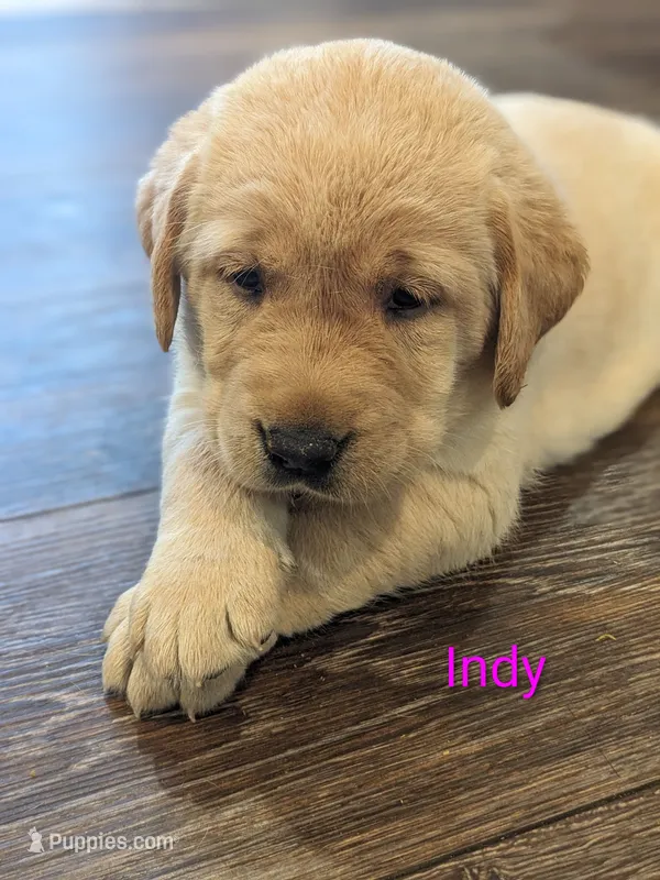 AKC English Labrador Puppy Female - Indy – Labrador Retriever puppy for sale in Canton, TX