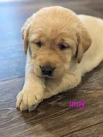 AKC English Labrador Puppy Female - Indy, a female Labrador Retriever for sale in Canton, TX – 6 of 10