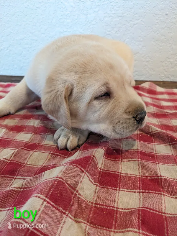 AKC English Labrador Puppy Male - Winston – Labrador Retriever puppy for sale in Canton, TX