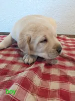 AKC English Labrador Puppy Male - Winston, a male Labrador Retriever for sale in Canton, TX – 2 of 10