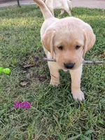 Indy- AKC English Labrador Puppy Female, a female Labrador Retriever for sale in Canton, TX – 4 of 8
