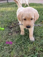 AKC English Labrador Puppy Female - Indy, a female Labrador Retriever for sale in Canton, TX – 4 of 10