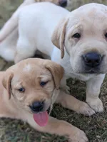 Chili- AKC registered English Red Lab Puppy, a female Labrador Retriever for sale in Canton, TX – 5 of 8