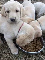 AKC English Labrador Puppy Male - Teddy, a female Labrador Retriever for sale in Canton, TX – 7 of 9