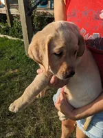 Coco- AKC registered English Labrador, a female Labrador Retriever for sale in Canton, TX – 5 of 7