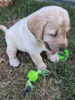 Indy- AKC English Labrador Puppy Female, a female Labrador Retriever for sale in Canton, TX – 3 of 8