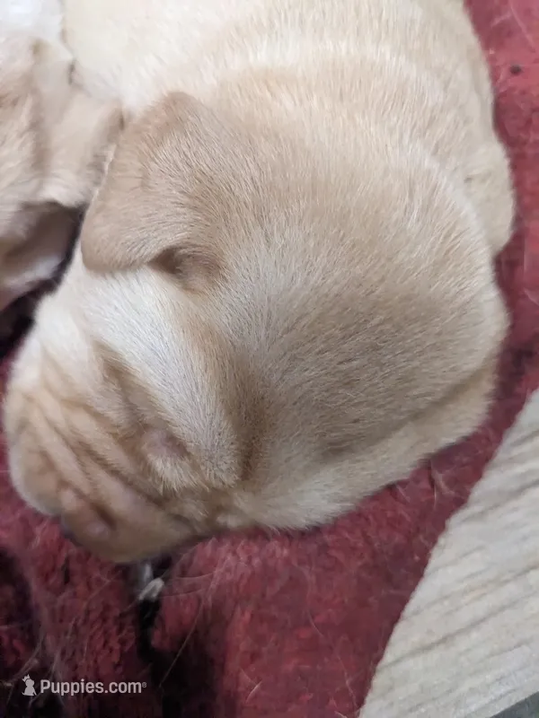 AKC English Labrador Puppy Male - Snickers – Labrador Retriever puppy for sale in Canton, TX
