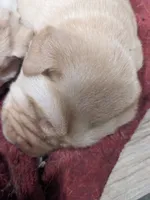 AKC English Labrador Puppy Male - Teddy, a female Labrador Retriever for sale in Canton, TX – 2 of 9
