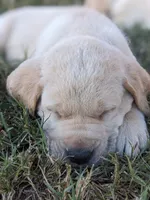  AKC English Labrador Puppy Male - Finn, a female Labrador Retriever for sale in Canton, TX – 5 of 10
