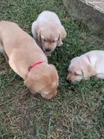 Chili- AKC registered English Red Lab Puppy, a female Labrador Retriever for sale in Canton, TX – 2 of 8