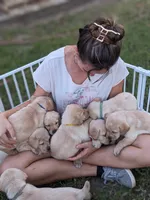 AKC English Labrador Puppy Female - Daisy, a female Labrador Retriever for sale in Canton, TX – 4 of 10