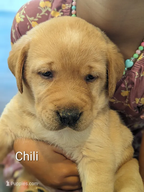 AKC English Labrador Puppy Female - Chili – Labrador Retriever puppy for sale in Canton, TX