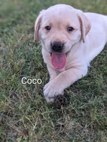 AKC English Labrador Puppy Female - Coco, a female Labrador Retriever for sale in Canton, TX – 5 of 10