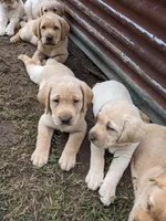 Indy- AKC English Labrador Puppy Female, a female Labrador Retriever for sale in Canton, TX – 5 of 8