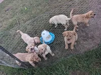 Coco- AKC registered English Labrador, a female Labrador Retriever for sale in Canton, TX – 7 of 7