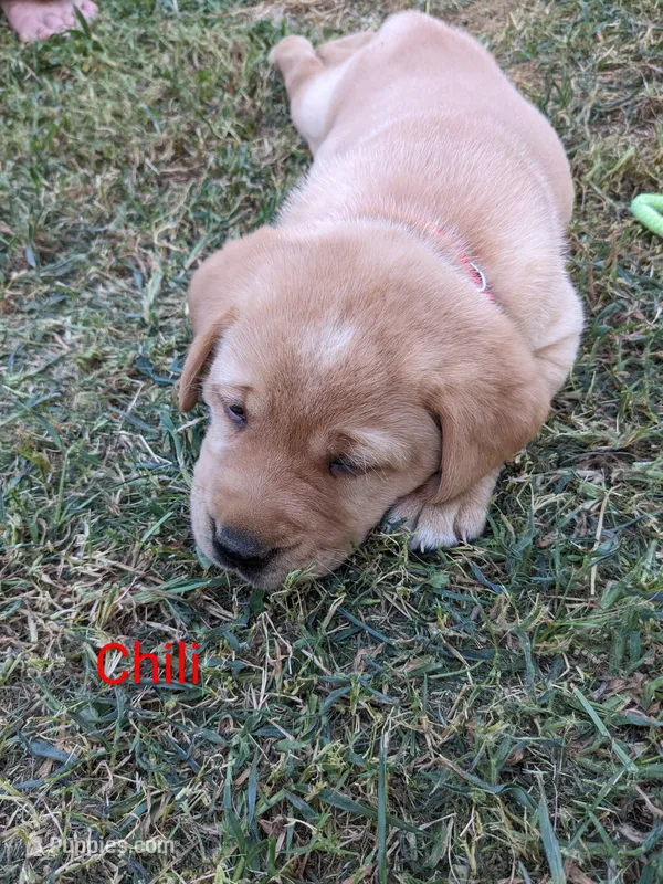 AKC English Labrador Puppy Female - Chili – Labrador Retriever puppy for sale in Canton, TX