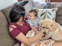  AKC English Labrador Puppy Female - Poppy, a female Labrador Retriever for sale in Canton, TX – 9 of 10