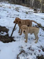  AKC English Labrador Puppy Male - Finn, a female Labrador Retriever for sale in Canton, TX – 3 of 10