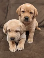 AKC English Labrador Puppy Female - Chili, a female Labrador Retriever for sale in Canton, TX – 7 of 10