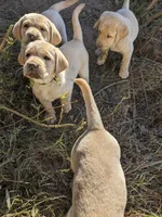 AKC English Labrador Puppy Female - Daisy, a female Labrador Retriever for sale in Canton, TX – 8 of 10