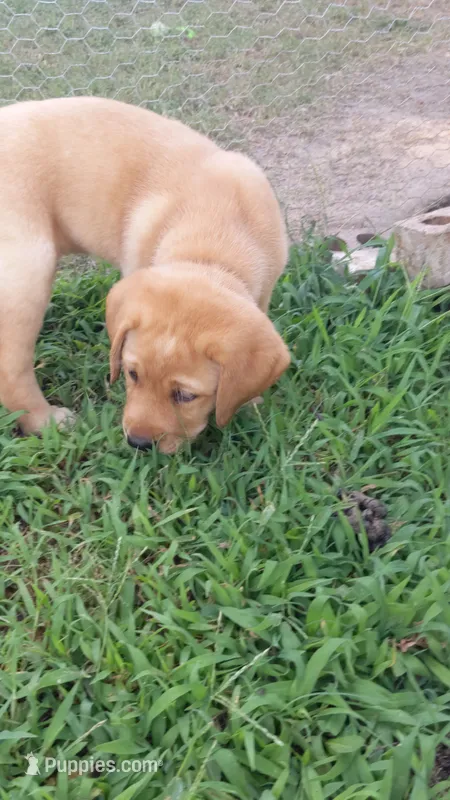 AKC English Labrador Puppy Female - Chili – Labrador Retriever puppy for sale in Canton, TX