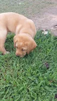 AKC English Labrador Puppy Female - Chili, a female Labrador Retriever for sale in Canton, TX – 1 of 10