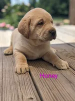 AKC English Labrador Puppy Female - Honey, a female Labrador Retriever for sale in Canton, TX – 1 of 10
