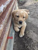 AKC English Labrador Puppy Female - Chili, a female Labrador Retriever for sale in Canton, TX – 3 of 10