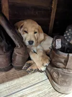  AKC English Labrador Puppy Male - Winston, a female Labrador Retriever for sale in Canton, TX – 6 of 10