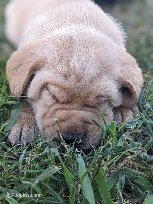 AKC English Labrador Puppy Male - Rusty – Labrador Retriever puppy for sale in Canton, TX