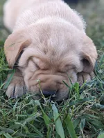 AKC English Labrador Puppy Male - Rusty, a male Labrador Retriever for sale in Canton, TX – 1 of 10