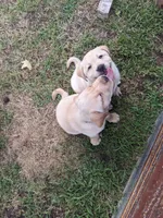 AKC English Labrador Puppy Female - Indy, a female Labrador Retriever for sale in Canton, TX – 7 of 10