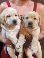 AKC English Labrador Puppy Female - Chili, a female Labrador Retriever for sale in Canton, TX – 5 of 10