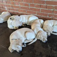 Theo AKCRegistered English Lab, a male Labrador Retriever for sale in Canton, TX – 10 of 10