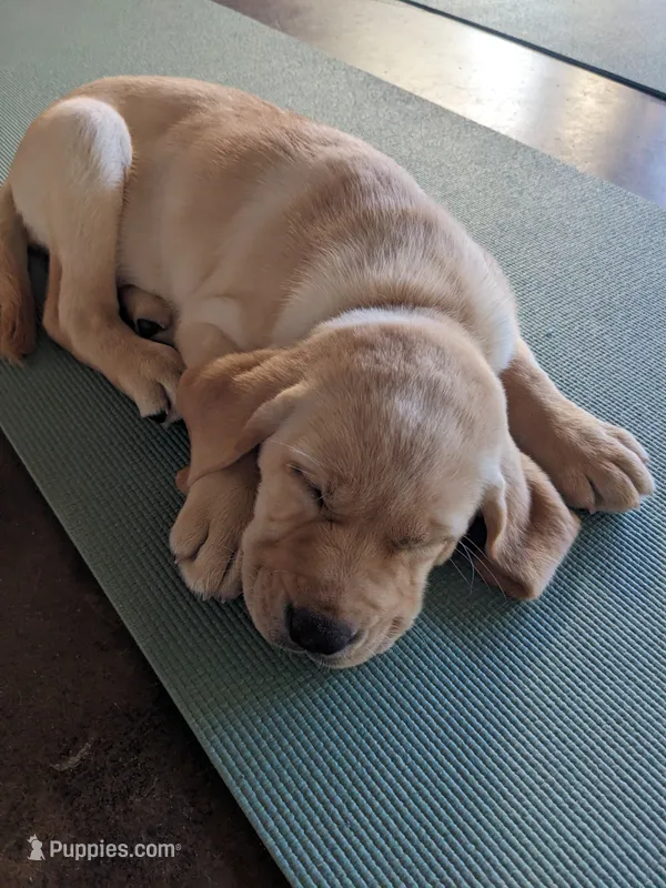 Theo AKCRegistered English Lab – Labrador Retriever puppy on hold in Canton, TX