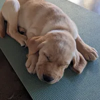 Theo AKCRegistered English Lab, a male Labrador Retriever for sale in Canton, TX – 1 of 10