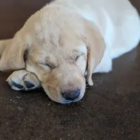 Theo AKCRegistered English Lab, a male Labrador Retriever for sale in Canton, TX – 2 of 10