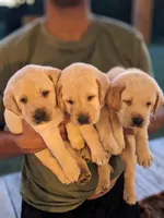 Theo AKCRegistered English Lab, a male Labrador Retriever for sale in Canton, TX – 8 of 10